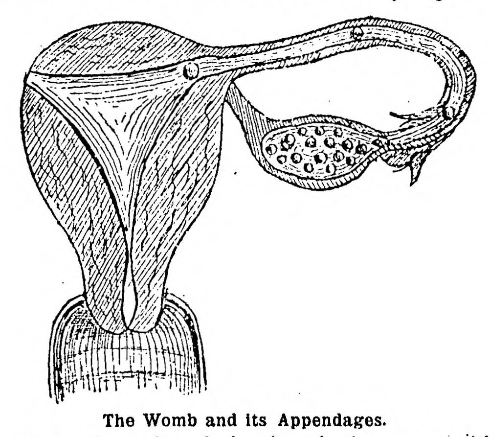 The womb