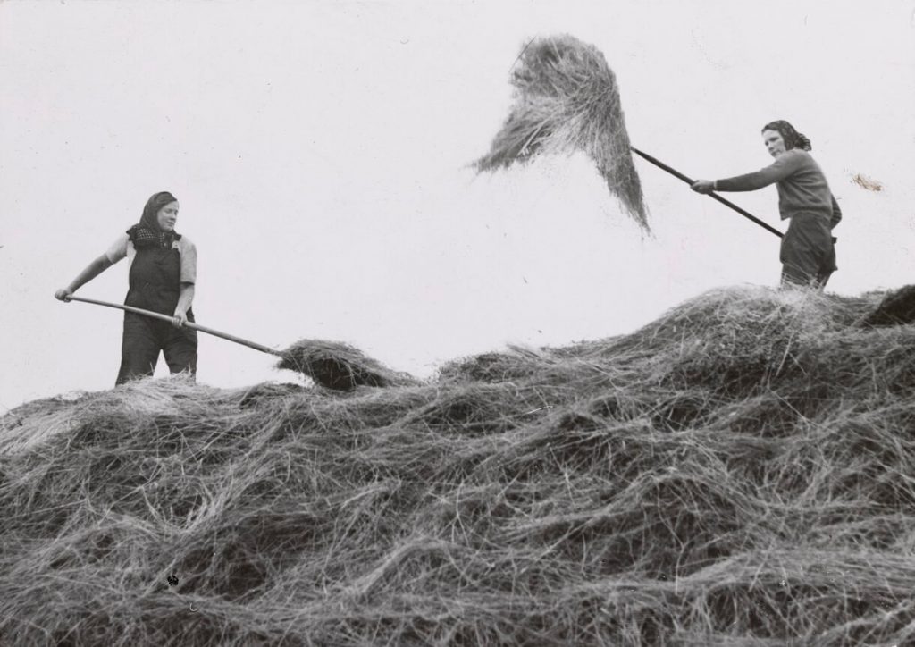 The Dangers of Flax perils of the Australian Women's Land Army