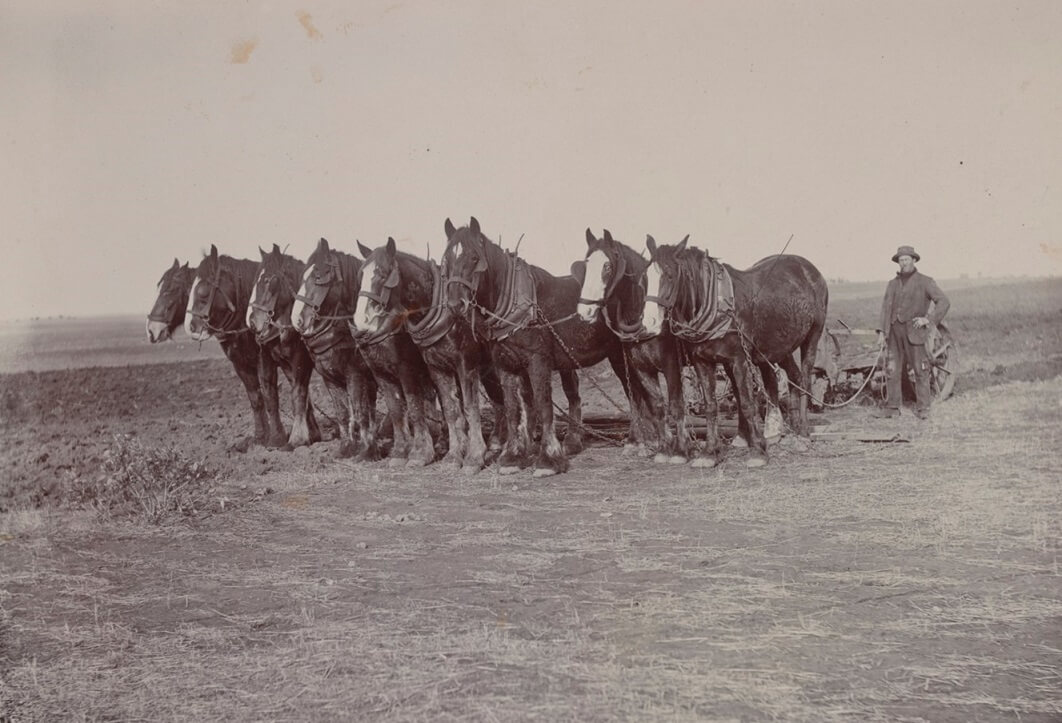 eight horse team