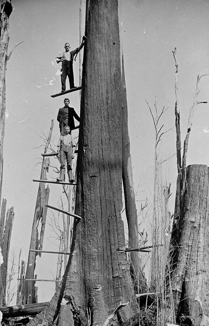 men felling tree
