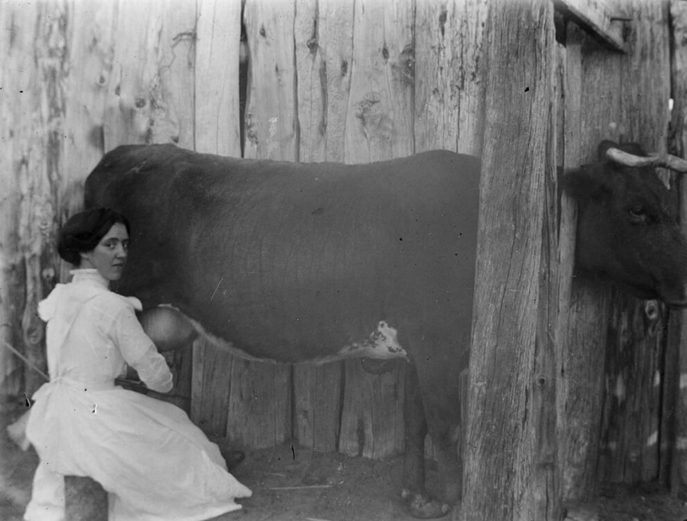 woman milking a cow