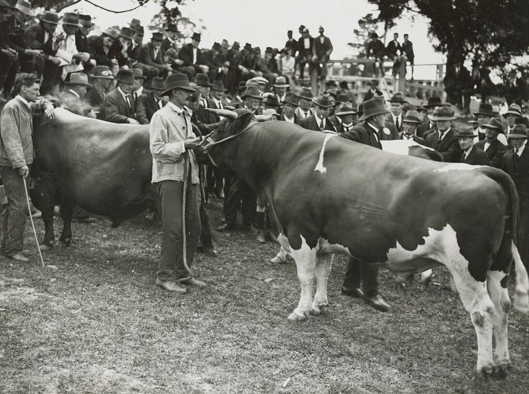 A lecture on the Friesians, Victorian Railways, c.1925. SLV