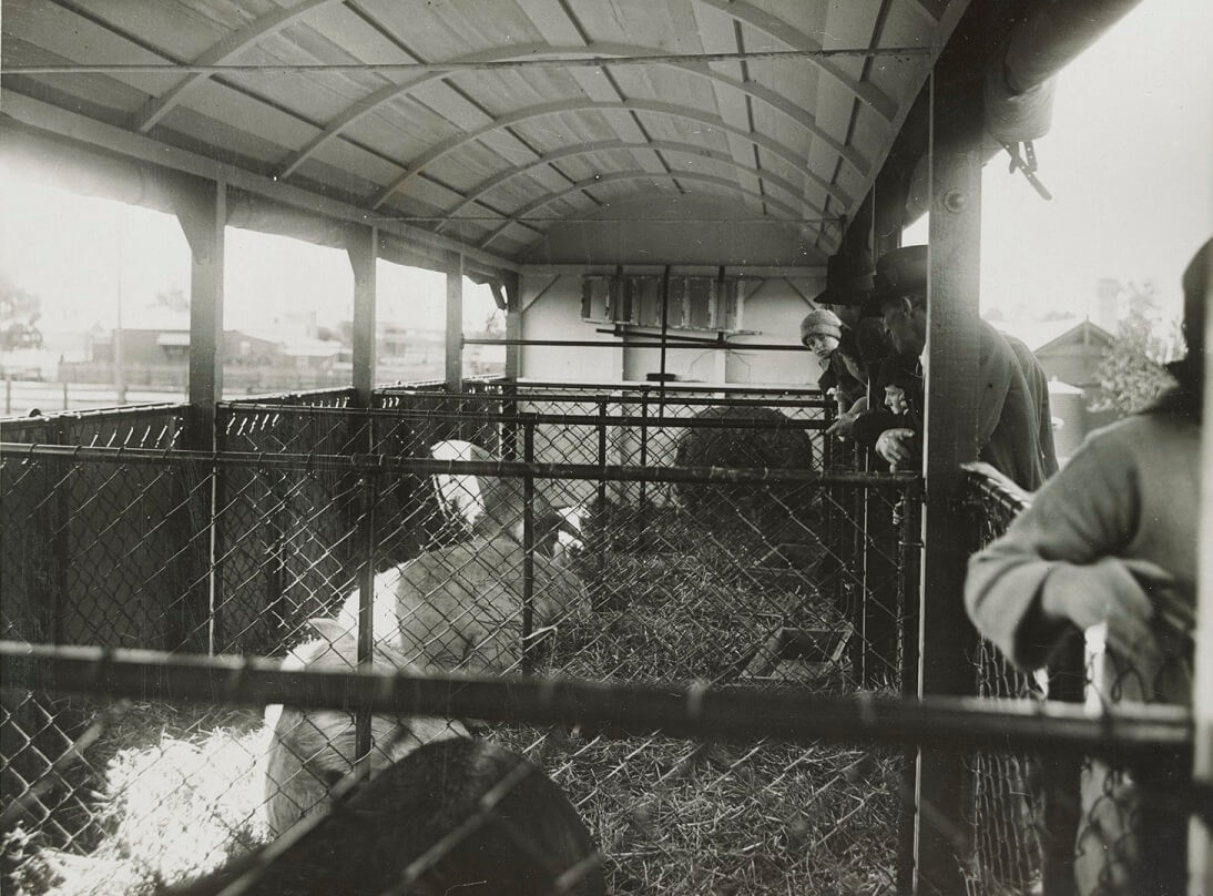 The pig truck, by Victorian Railways, photographer, c.1925. SLV
