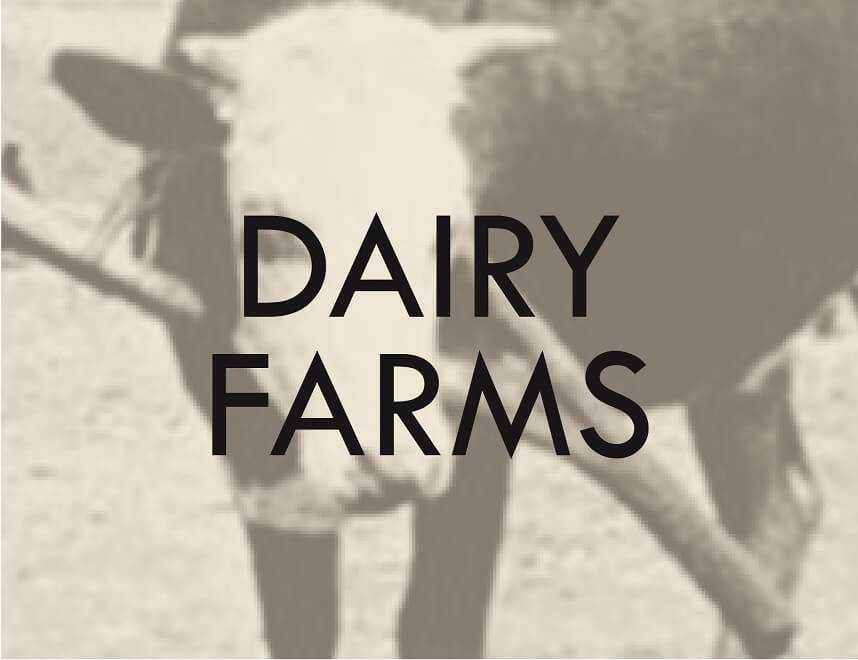 dairy farms