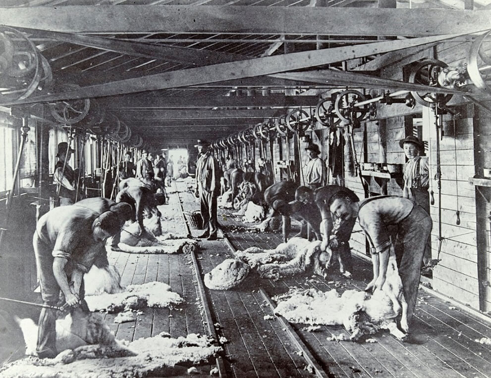 black and white photograph of a shearing shed. Men are hunched over shearing while young boys stand behind them