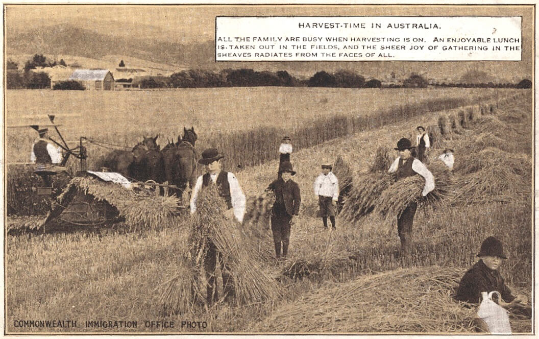 newspaper image of people in a field collecting wheat. a horse-drawn cart appears to cut the wheat while others including young boys collect it.